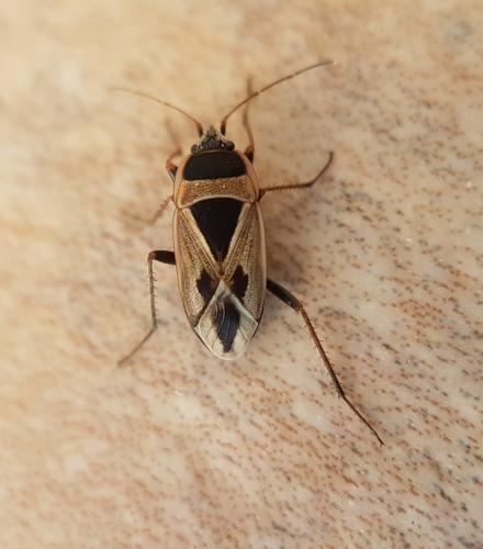 Réf. 220 950 : Xanthochilus saturnius